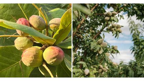 A Greener Bahrain: Al-Muharraq Municipality Plants Almond Trees in Arad Fort | Local Bahrain