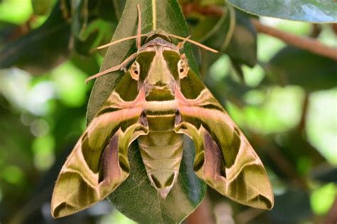 Meet The Fascinating Oleander Hawk Moth - Butterflyhobbyist