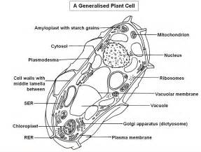 Real Plant Cell Under Microscope Labelled