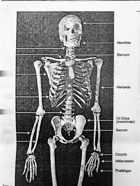 Upper Body Skeletal System Anatomy pt 2/2 Diagram | Quizlet