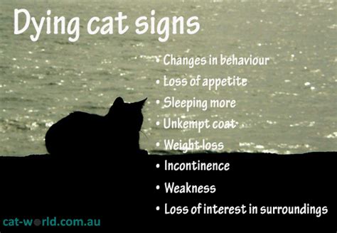 Dying Cat - Caring For a Dying Cat & Signs of Death Approaching - Cat World