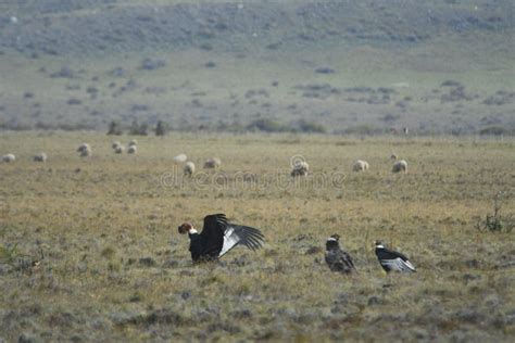 The Andean Condor is a Species of Bird in the Cathartidae Family. Stock Photo - Image of beak ...