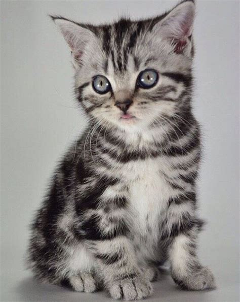 20 Grey Tabby Cat Names Tabby Kittens For Sale, Grey Tabby Kittens ...