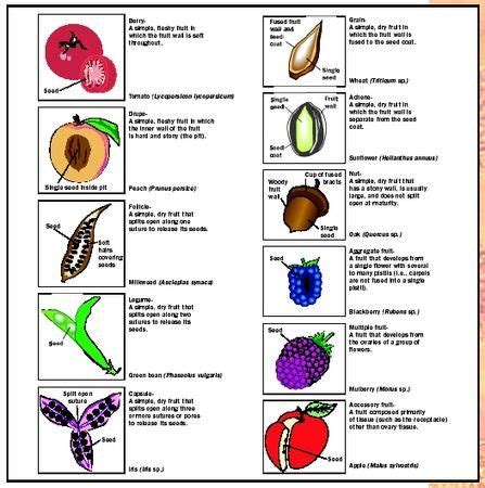 Fruits - Biology Encyclopedia - cells, plant, body, examples, animal ...