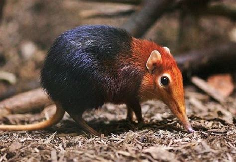 Here Are Some Facts About The Black Shrew, The Endangered Species You Never Knew Existed! | SYOK