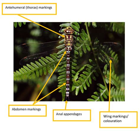 Identification Help - British Dragonfly Society