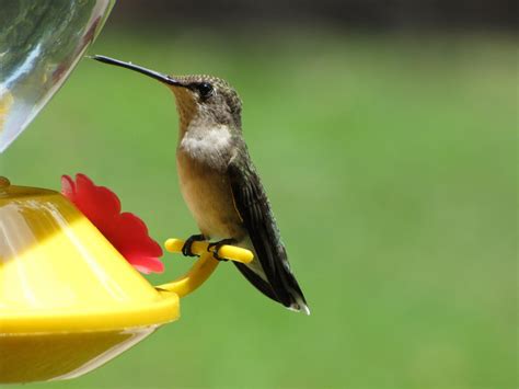 Sheris Healing Flower Garden: July's new baby hummingbirds!