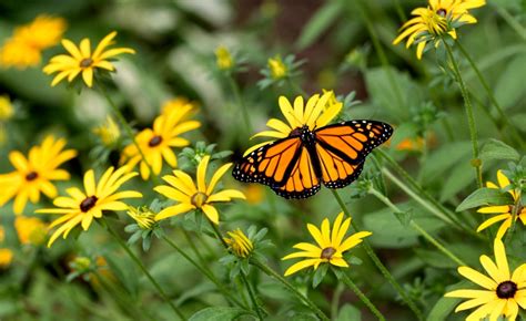 Western Monarch Populations Reach Highest Number in Decades - The Good Men Project