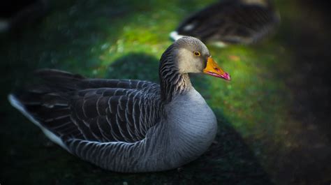 Eye Of The Goose | SONY NEX 3 W/ PO-109-1A 50MM F/1.2 | Gary Merrigan | Flickr