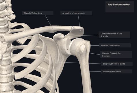 Clunk: Shoulder Instability Climbing - The Climbing Doctor