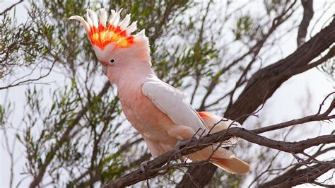 Genetic study answers key questions about the pink cockatoo - ABC Radio National