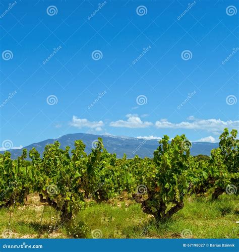 Vineyards Provence stock image. Image of field, locations - 67198027