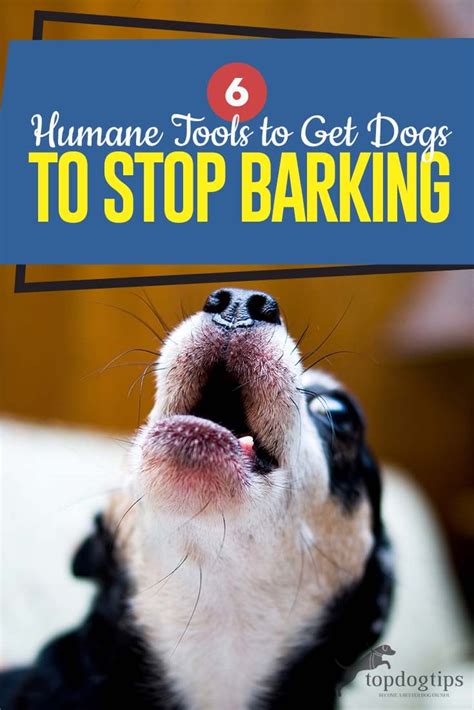 Barking Reasons And How To Stop Top Tips And Guide For Excessive Barking Dog: How To Train Your ...