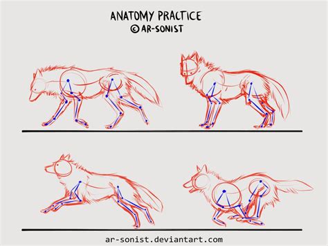 Anatomy practice | 늑대 드로잉, 동물 드로잉, 늑대 그림