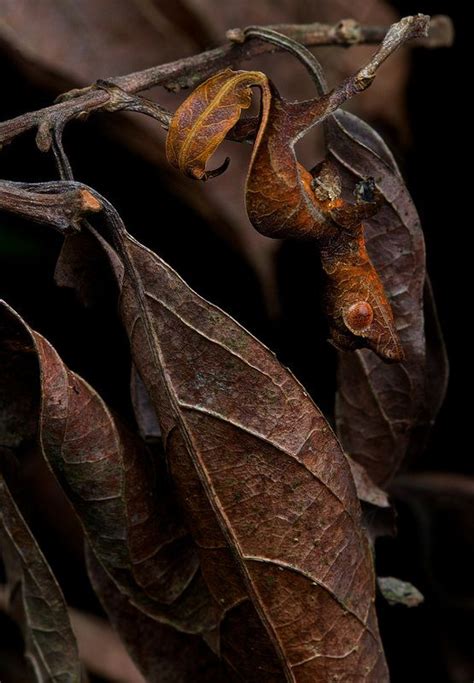 Juvenile satanic leaf-tailed gecko (Uroplatus phantasticus) (18) | Satanic leaf tailed gecko ...