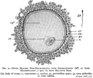 Oocyte Development - Embryology