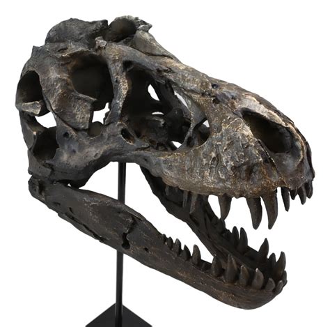 Jurassic Tyrannosaurus Rex T-Rex Faux Fossil Skull With Pole Display M ...