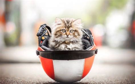 Funny Cat Kitten Is Sitting Inside Helmet In Blur Bokeh Background HD ...