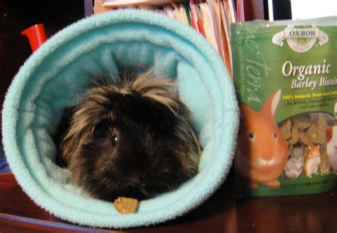 2 Month Old Guinea Pig Diet Plan - SRLY