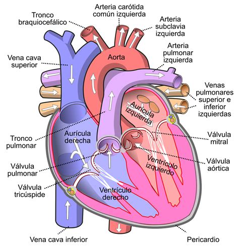 El Corazon Y Sus Partes Human Heart Diagram Human Anatomy And | Images ...