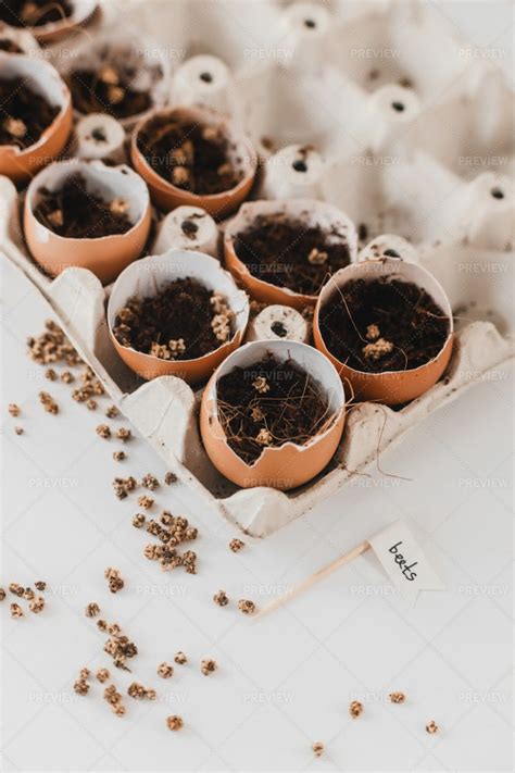 Seeds Growing From Egg Shells - Stock Photos | Motion Array