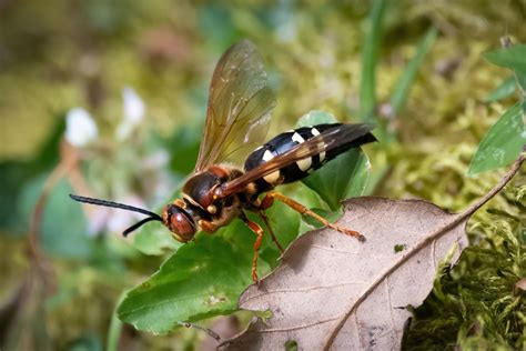 Cicada Killer Wasps - Pestop