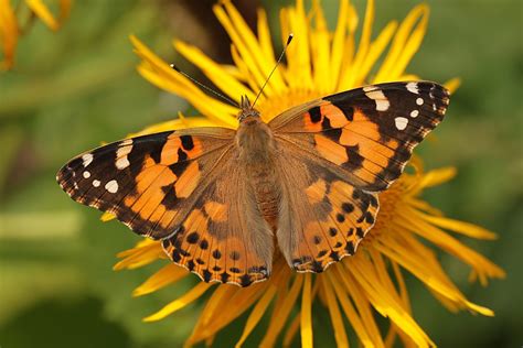 Distelfalter (Forum für Naturfotografen)