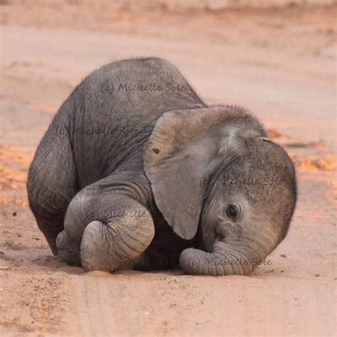 Newborn Baby Elephant 🐘 “Elephants tend to be very protective of their ...