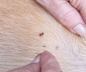 Flea Infestations in Dogs Causes, Symptoms and Treatments – Total Pooch