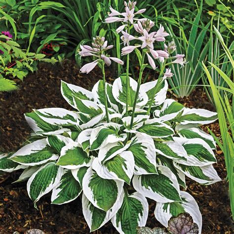 Patriot Variegated Foliage Hosta Perennial Plant Plants, Bulbs & Seeds ...