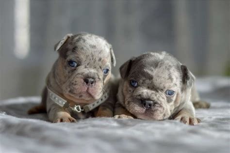 Health Issues In Merle - Why To Avoid It in The American Bully Breed