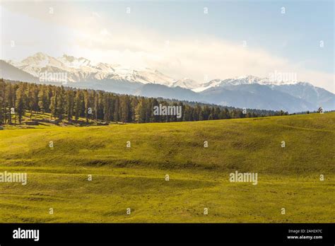 Lush green meadows of Yusmarg, Kashmir photographed late afternoon well ...