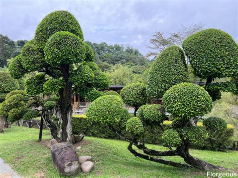 Bonsai Tree Care and Maintenance: A Beginner’s Guide | Florgeous