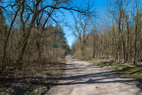 Forest Seen in Early Spring Stock Image - Image of early, forest: 140323765