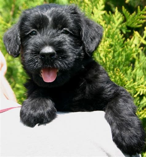 Giant Schnauzer puppies for sale – Dogs Jelena Dog Shows