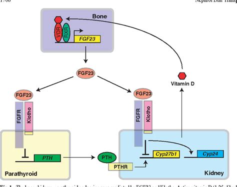 Figure 1 from Klotho in chronic kidney disease — What ’ s new ...