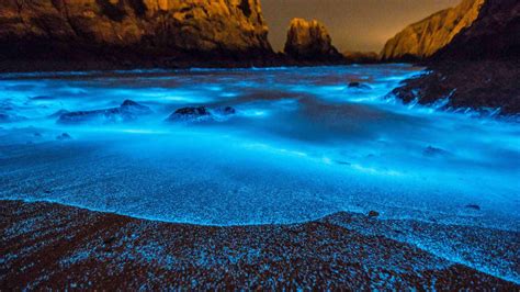 Stunning But Deadly, China's Bioluminescent Algal Blooms Are Getting Bigger