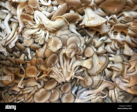 Tree oyster mushrooms Stock Photo - Alamy