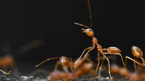 What Are Red Ants and Why Should You Care? – Blog – Nesmt Almalaky LLC