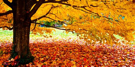 Fall Leaves Facebook Covers | Wallpapers Gallery