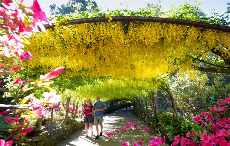 Everything you need to know about visiting the Laburnum Arch at Bodnant Garden