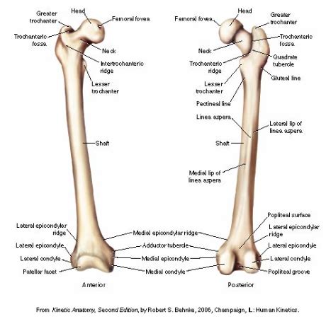 Lesser Trochanter Of Right Femur : A&P Lab Exam 3: Bones at Olympic College - StudyBlue / It ...