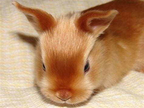 ~ Baby Mini Satin Rabbit ~ | pets and adorable animals | Pinterest | Satin, Minis and Babies