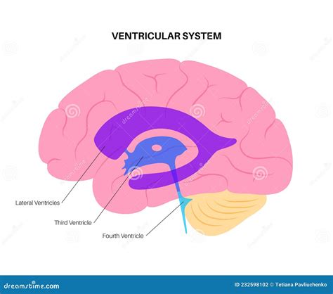 Ventricular system anatomy stock vector. Illustration of dura - 232598102