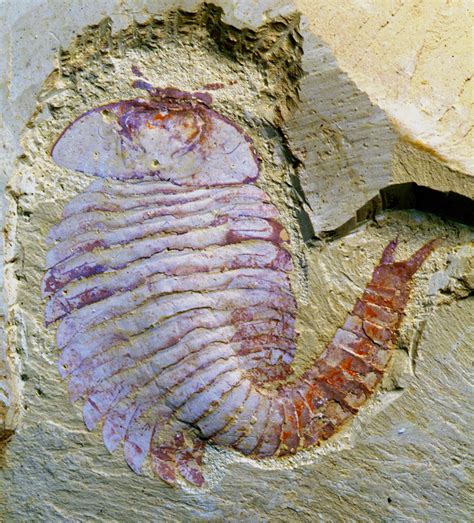 Ancient Fossilized Brain: Arthropod Fossil Raises Questions About Crustacean Evolution (PHOTOS ...