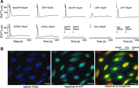 Extracellular nucleotides induce Ca 2 responses in vasa vasorum ...