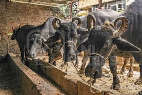 Farmed Indian buffaloes tied up in the street on an urban buffalo dairy farm, Pune, India, 2017 ...