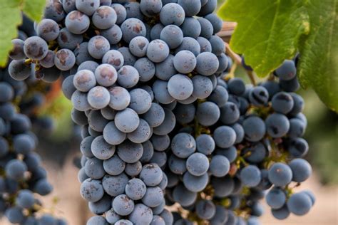 Grape Varieties of Napa Valley | The most popular red and white varietals