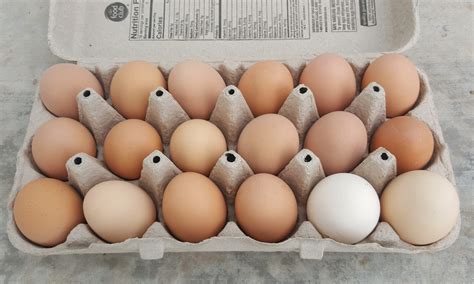 Pasture-Raised Eggs - Pemberley Farm