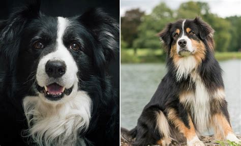 Border Collie Vs Australian Shepherd – Herding Dog Breeds Comparison